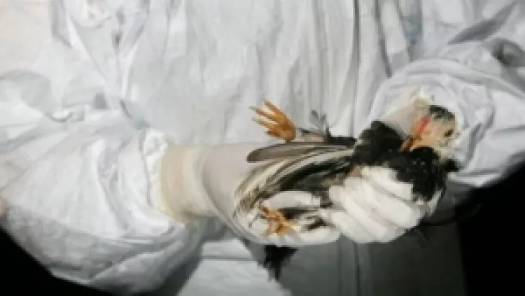 Le Figaro: In ultima jumatate de secol au aparut 154 de noi boli virale care ucid oameni